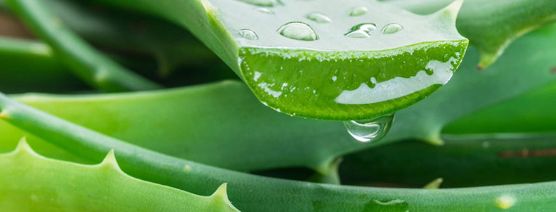 Aloe For Skincare