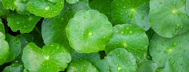 Gotu Kola Healing