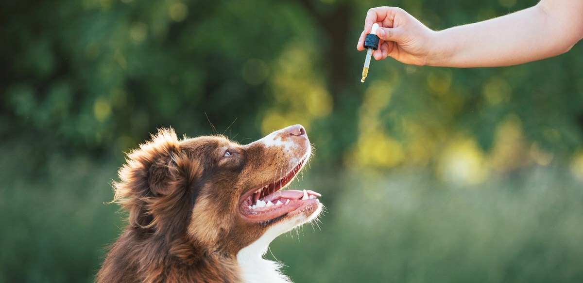 Beneficial and Safe Herbs to Boost Your Dog’s Well-being