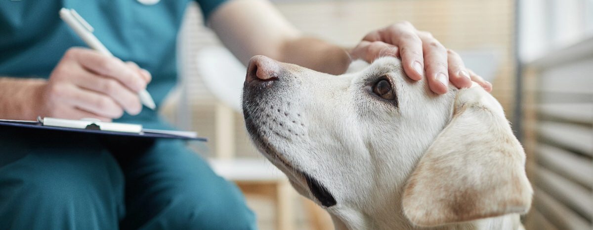 Petting dog