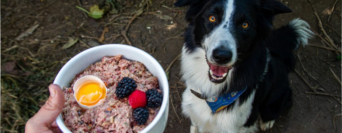Dog with a bowl of healthy food