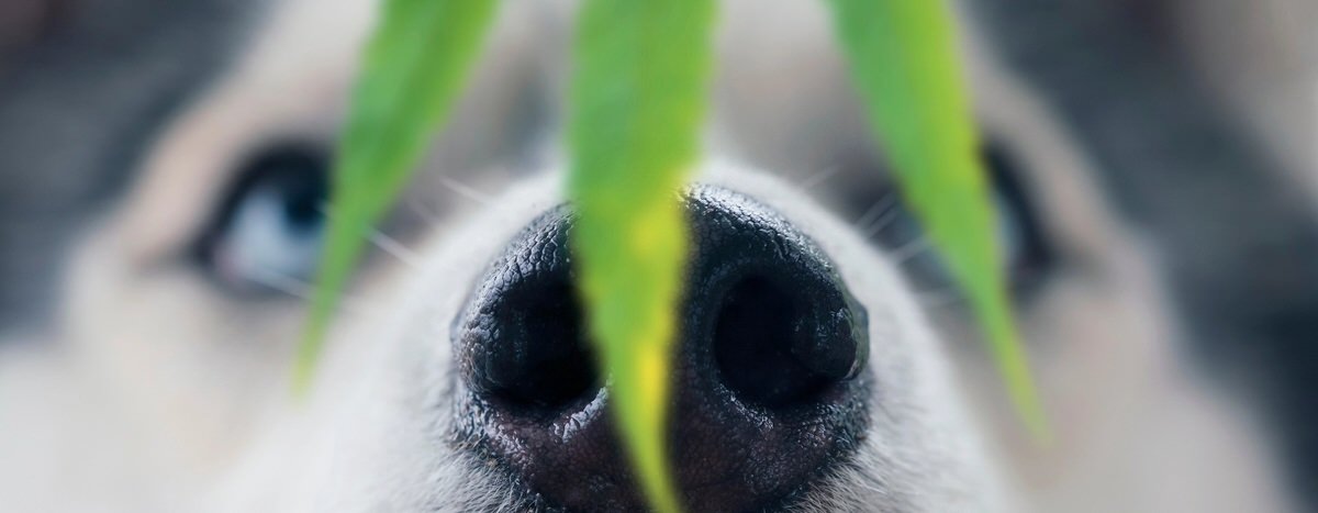 Dog and an herb