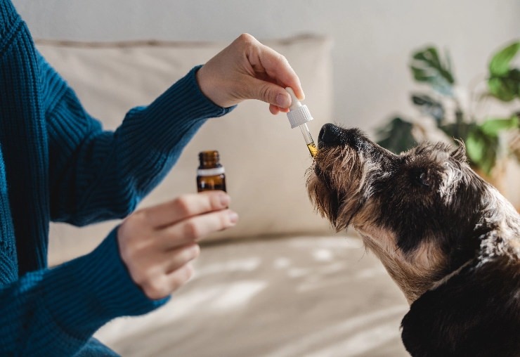 Dog consuming herbal oil