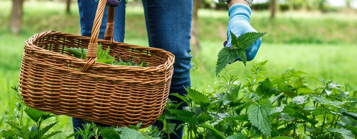 Herbs in a basket