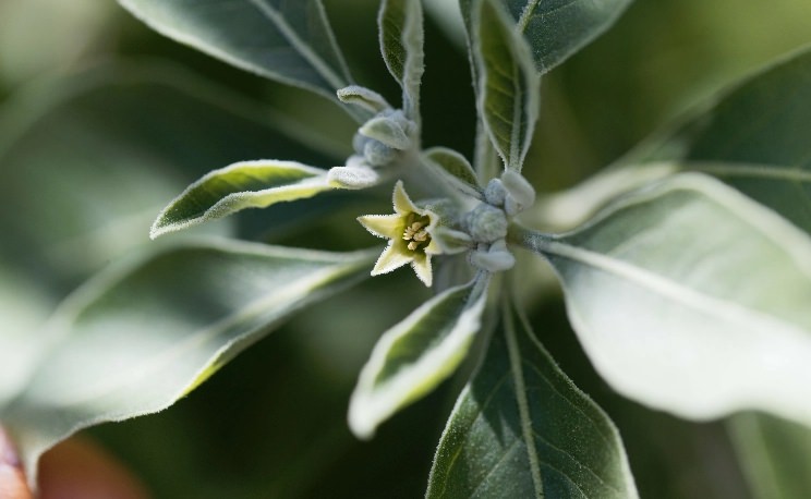 Ashwagandha Image