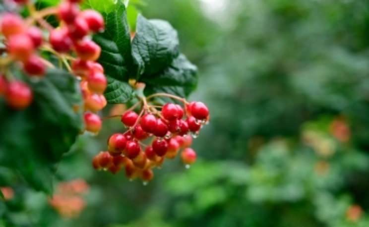 Schisandra Image