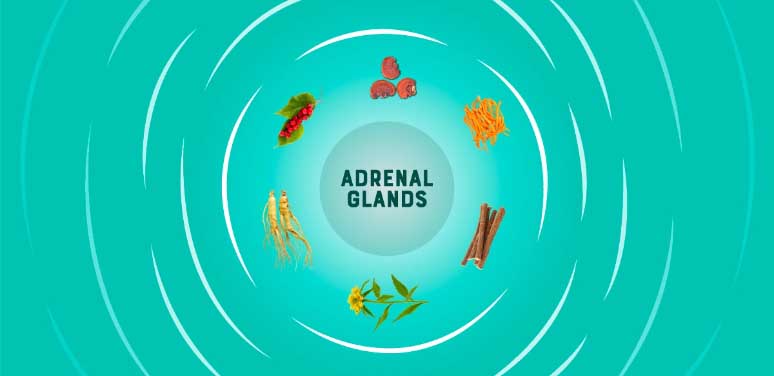 How Adaptogens Can Help Your Adrenal Glands