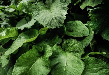 Burdock Plant