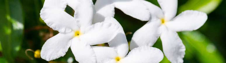 Jasmine Flowers