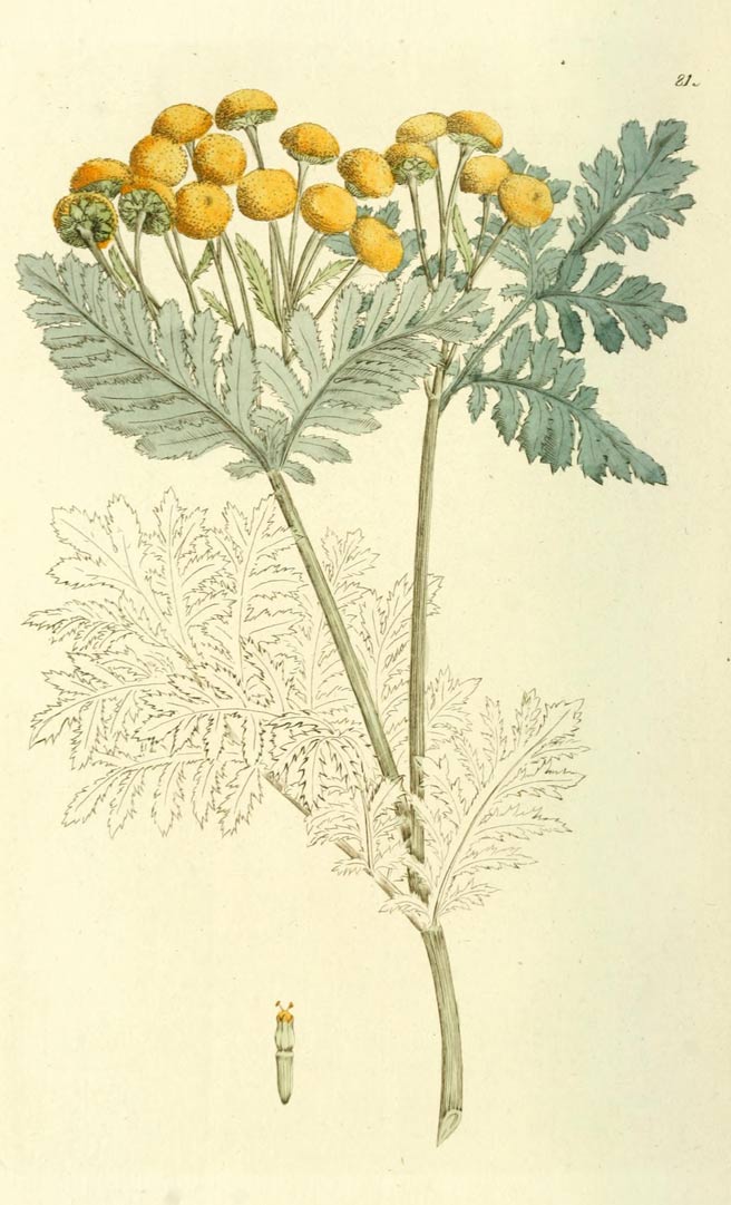 Tansy, the pretty but poisonous herb