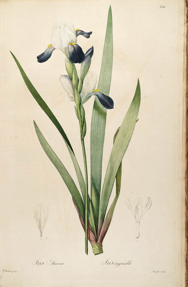 Orris Root, the fragrance fixer