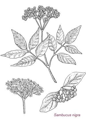 [ sambucus nigra ] ~ from Monterey Bay Herb Company